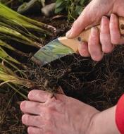 Couteau coupe-racines coupant des racines pour diviser une plante