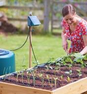 A woman tends a small raised garden being watered with the solar drip watering kit