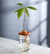An avocado seedling being sprouted in a terra cotta sprouter placed on top of a jar of water