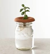 A jade plant, rooted from a cutting, being sprouted in a terra cotta sprouter placed on top of a jar of water