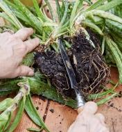 Using the small garden knife to divide the root ball of an uprooted aloe vera plant