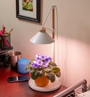 An African violet plant under the LED desk grow light set on an office desk
