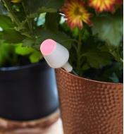 The moisture sensor’s blinking red LED indicates that the moisture level in a potted plant’s soil is low