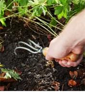Digging in a garden with the Lee Valley Three-Prong Cultivator