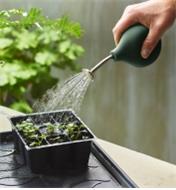 Using the seedling sprayer to lightly water new seedlings