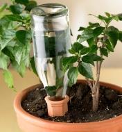 Piquet d'arrosage en terre cuite retenant une bouteille d'eau en verre près d'une plante dans un pot