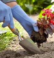 Transplanting a plant into a garden using a Lee Valley trowel 