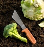 Harvest knife lying on soil between a broccoli floret and a head of cauliflower