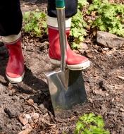 Stepping on the foot tread of a stainless-steel digging spade to push it into the soil
