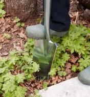 Stepping on the foot tread of a stainless-steel transplant spade to push it into the soil