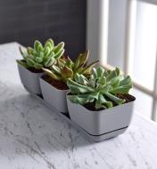 Succulents growing in the herb planter set