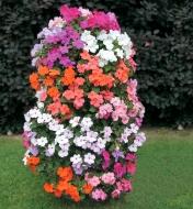 Mixed colors of impatiens growing in a Flower Tower