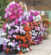 Mixed colors of impatiens growing in a three Flower Towers