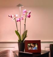 A mini LED grow light’s telescopic shaft extended to set the light over a tall orchid