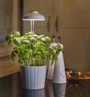 A mini LED grow light used to help herbs grow in a dimly lit room