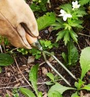 Weeding in a garden with a Jekyll Weeder