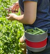 A gardener harvests snow peas, collecting them in a small hip-trug