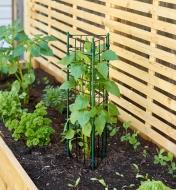 Tomato cage installed in a raised-bed garden