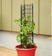 Tomato cage installed in a plant pot