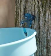 Tree sap drips from a maple syrup starter kit spile into a bucket