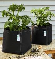Deux pots en tissu sans poignées contenant chacun un plant de tomate et un transplantoir posés sur un comptoir à l’extérieur 