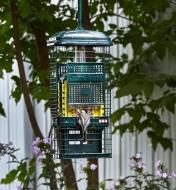 A small bird eats from a Squirrel Buster suet feeder hanging from a tree