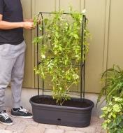 A climbing plant clings to the trellis of the Elho self-watering planter with trellis