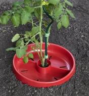 A Tomato Crater placed around the stalk of a tomato plant supported by a spiral stake