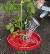 A gardener pours water into a Tomato Crater to irrigate a tomato plant growing within it