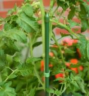 A close view of a tomato plant secured to a permanent stake with a loop of VELCRO plant tie