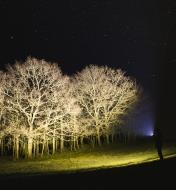 Vue nocturne d'arbres illuminés par une personne tenant une lampe de poche