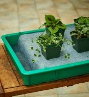 Potted seedlings on a watering mat in a watering tray