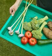 Carrying harvested vegetables in the giant plant tray