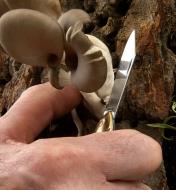 Harvesting a mushroom using a Rybicka Pocket Knife