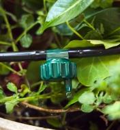 Close-up view of a dripper, installed in the hose from the drip irrigation kit, delivering water to a plant