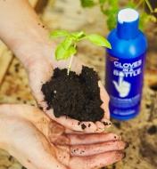 Holding soil and a seedling in bare hands