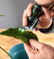 A person looking at a leaf through a pocket microscope 