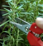 Using shears to trim a plant