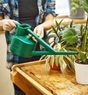 Watering houseplants with the watering can