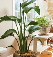 Green permanent stakes help to support a large houseplant in a basket.