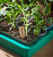 Étiquette pour plantes marquée du mot tomate et piquée dans le terreau d’un jeune plant