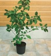 A large plant in a flowerpot