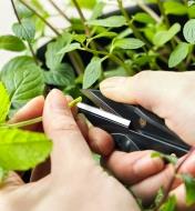 Harvesting herbs with micro shears