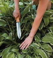 Plants being pulled aside to be cut with a hori hori knife