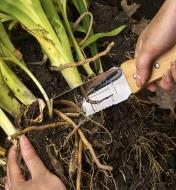 Using a hori hori knife to cut the roots of plants