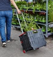 A shopper at a garden center pulls a collapsible cart containing a tomato plant