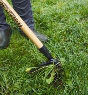 The weeder removes a weed from the ground