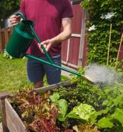 Watering a raised garden using a Haws metal watering can