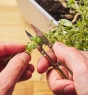 Using a pair of spring shears to harvest a sprig from a potted thyme plant