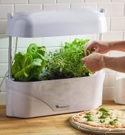Garnishing a pizza with herbs grown in the LED grow light and planter